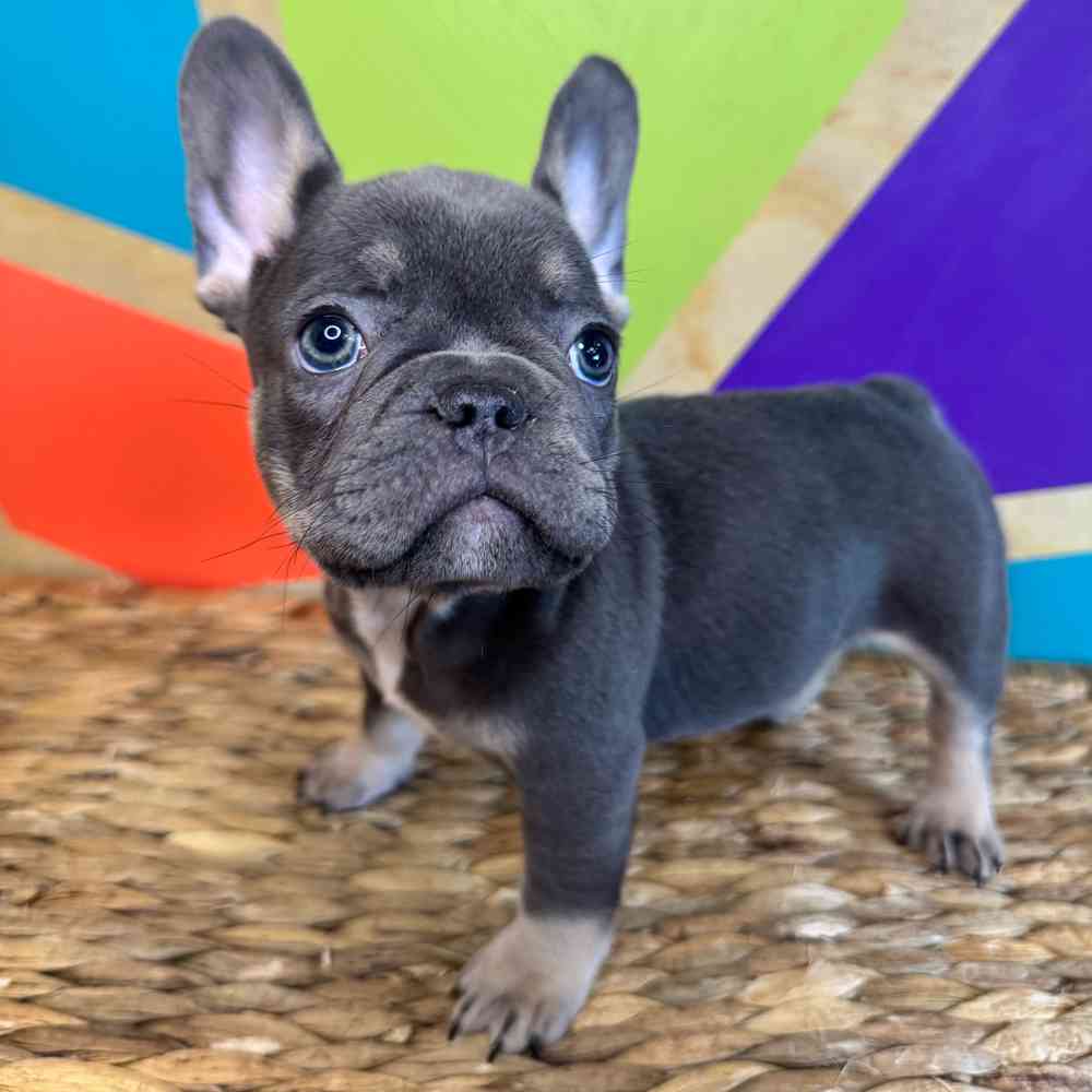 carousel pet images