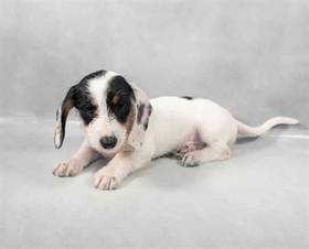 Mini Dachshund