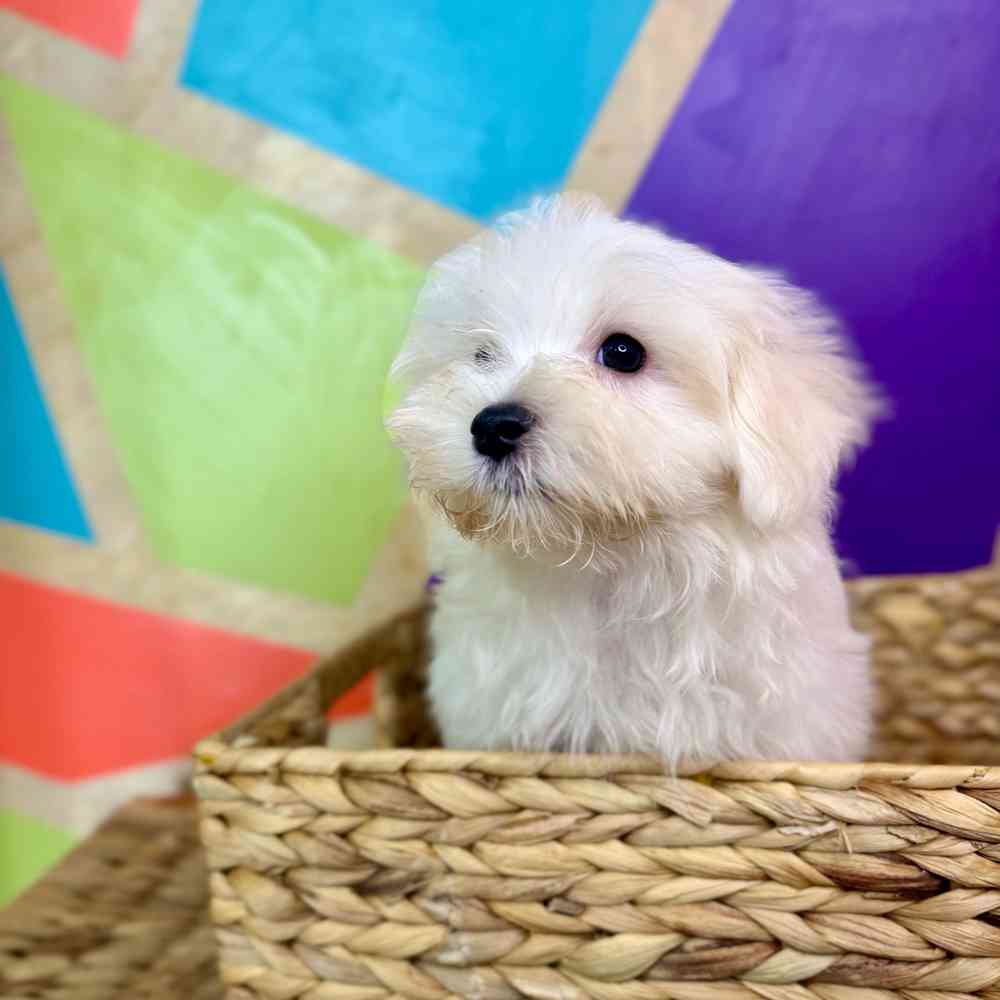 carousel pet images