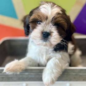 Shih Tzu