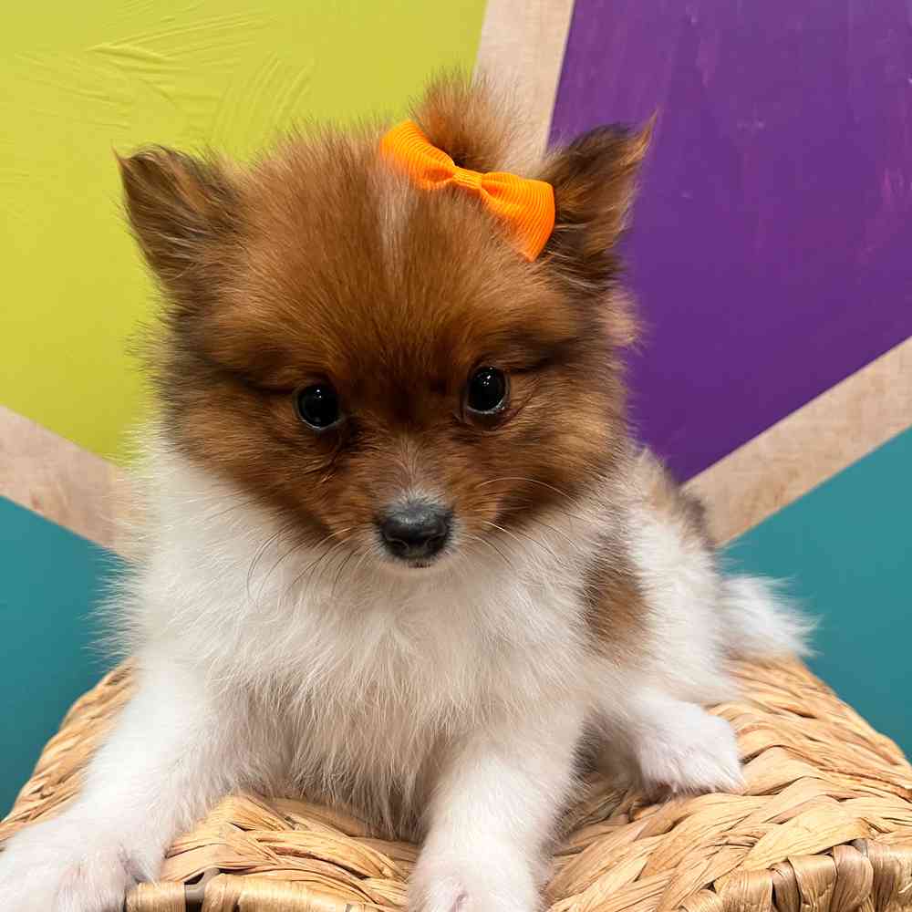 carousel pet images