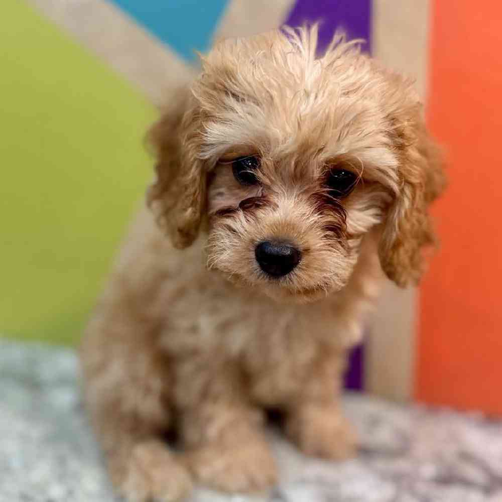 carousel pet images