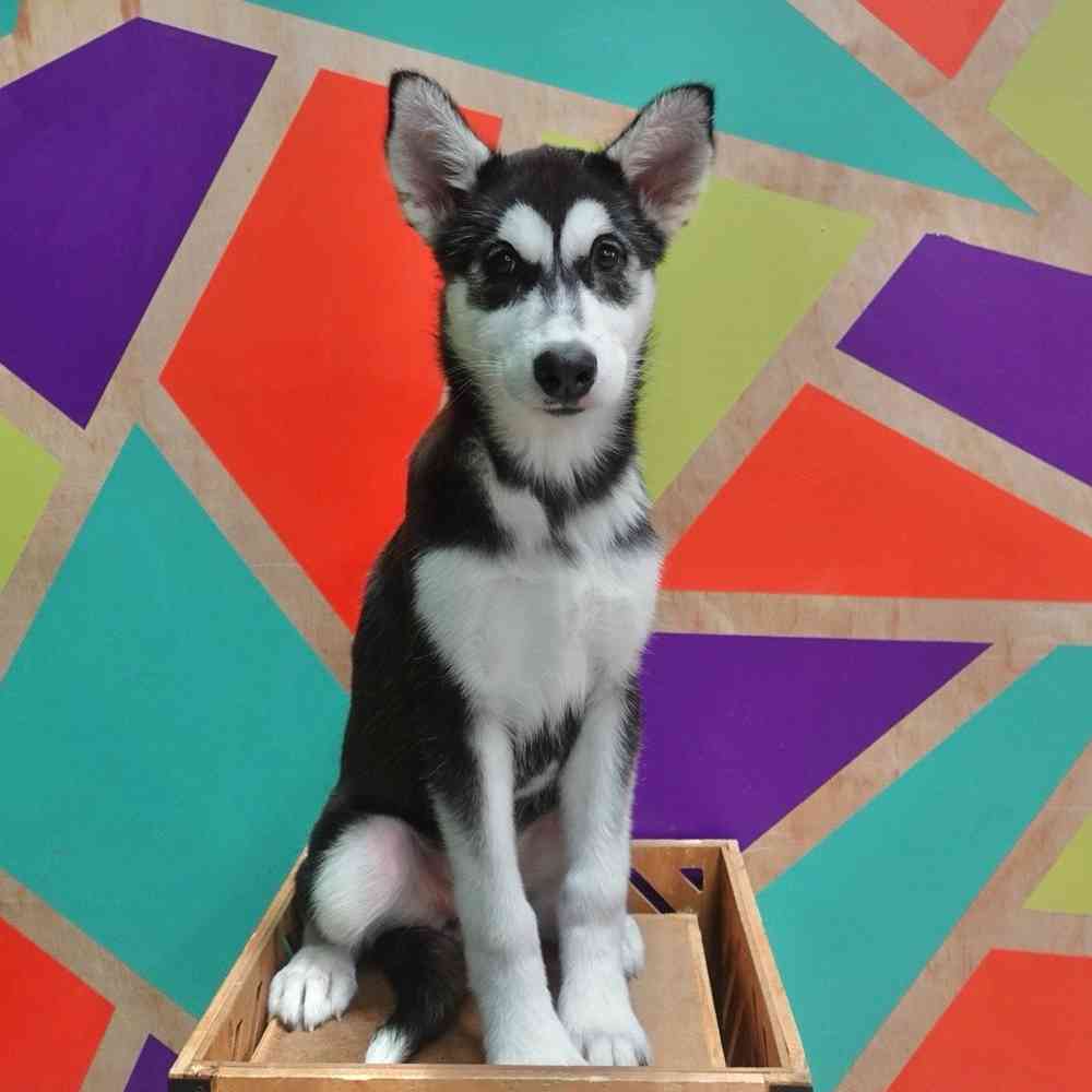 carousel pet images