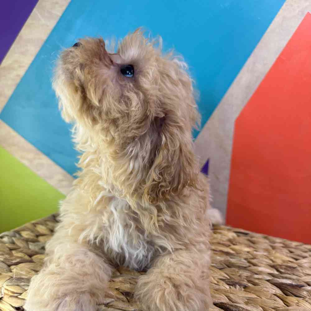 carousel pet images