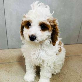 Cavapoo