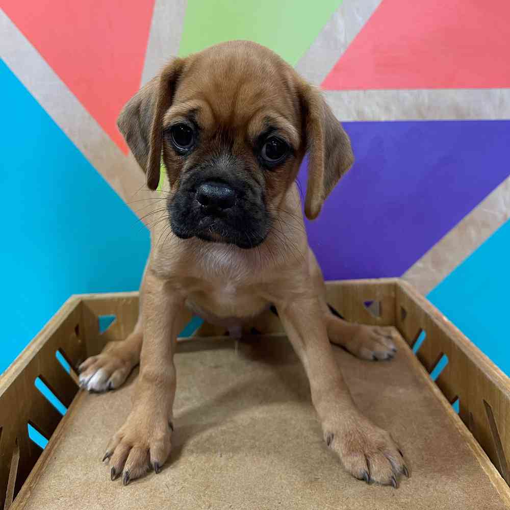pet breed image