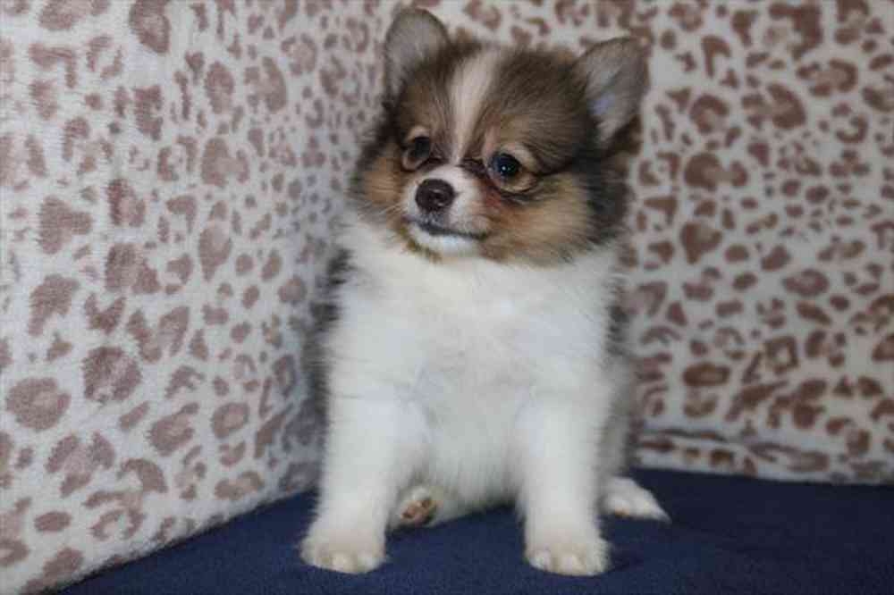 pet breed image