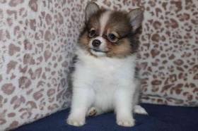 Pomeranian