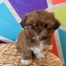 Shih Tzu