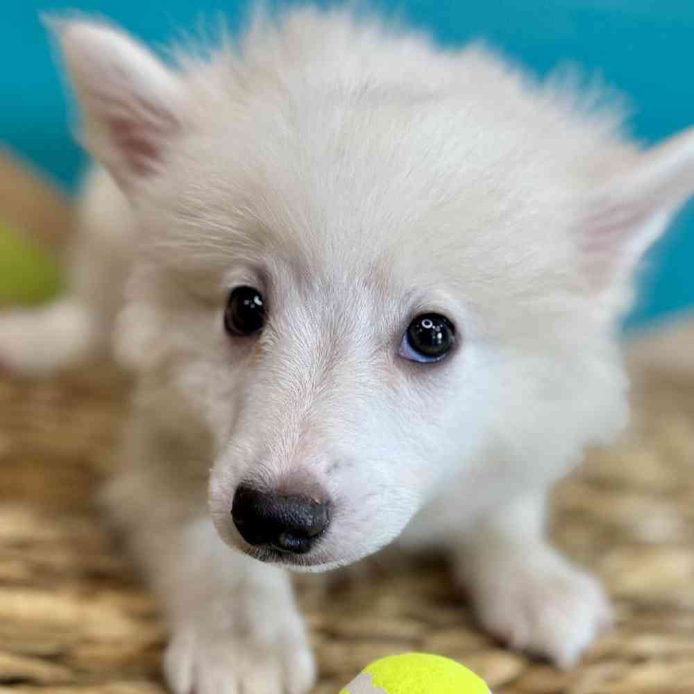carousel pet images