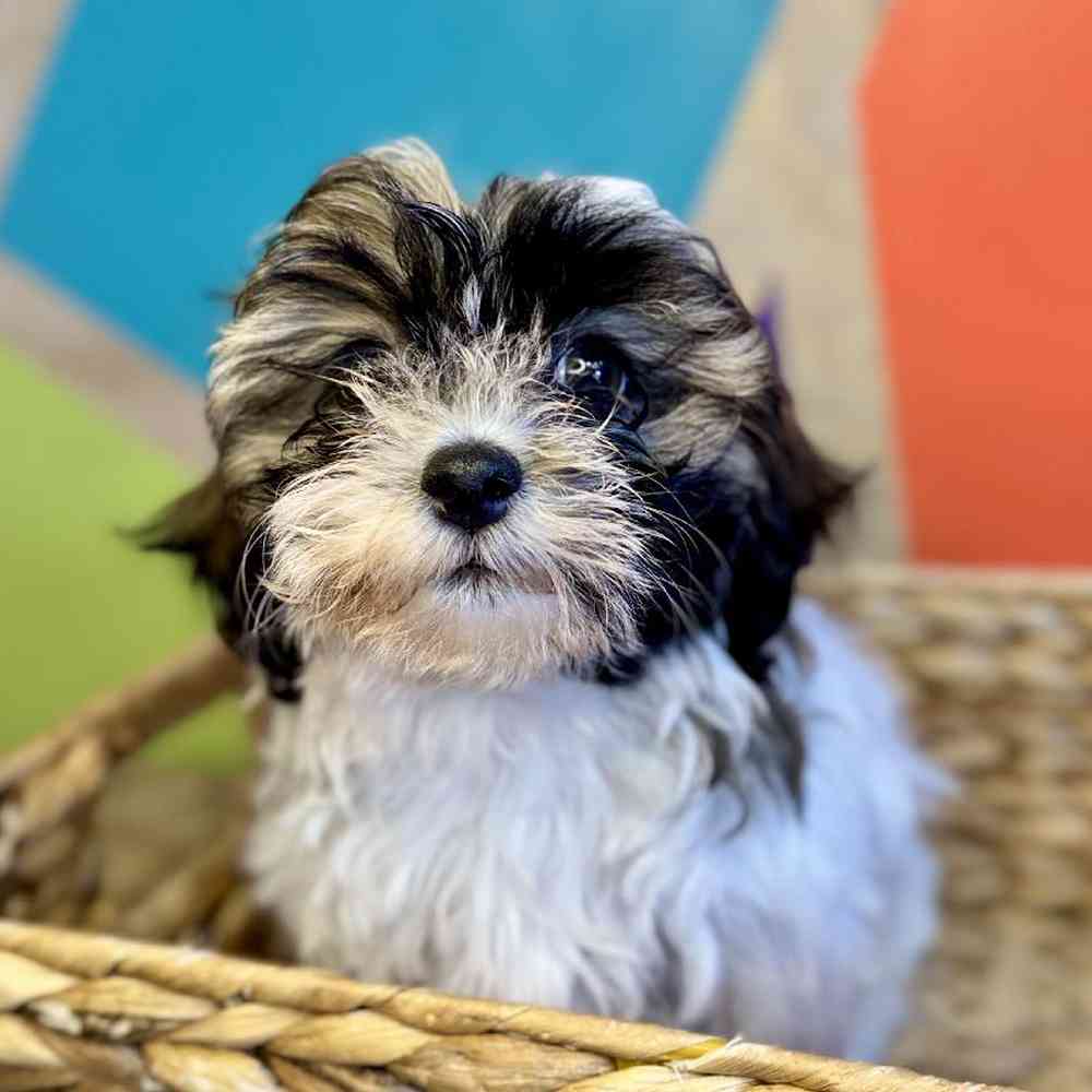 carousel pet images