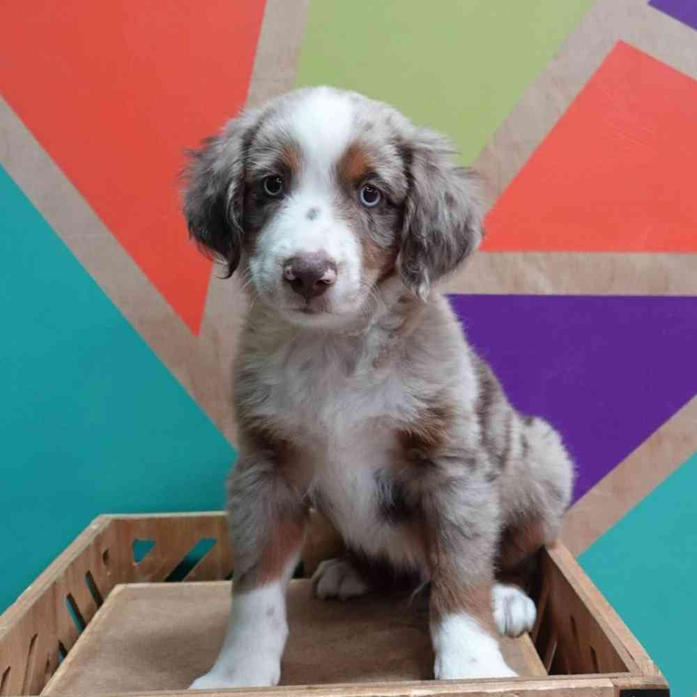 carousel pet images