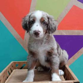 Mini Aussie