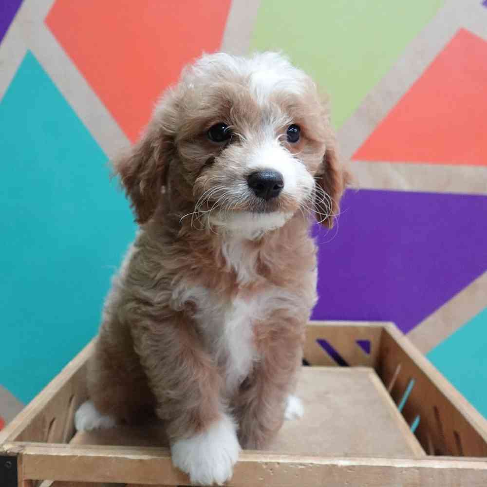 carousel pet images