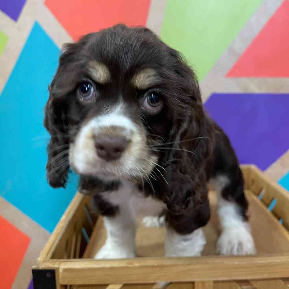 carousel pet images