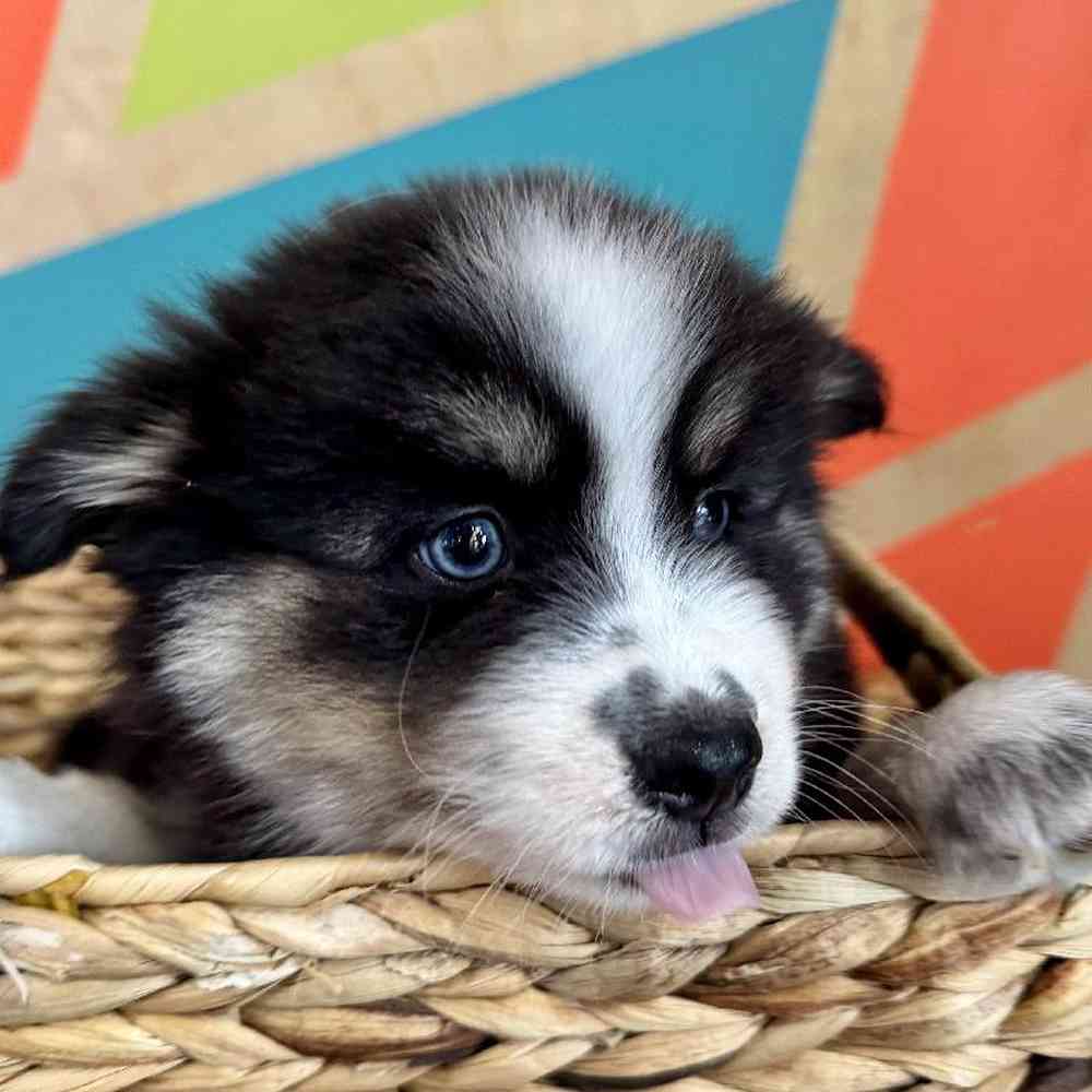 carousel pet images