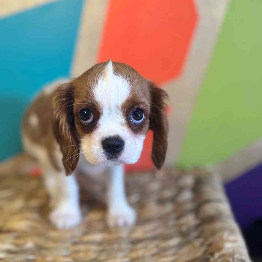 carousel pet images