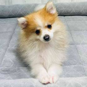 Pomeranian