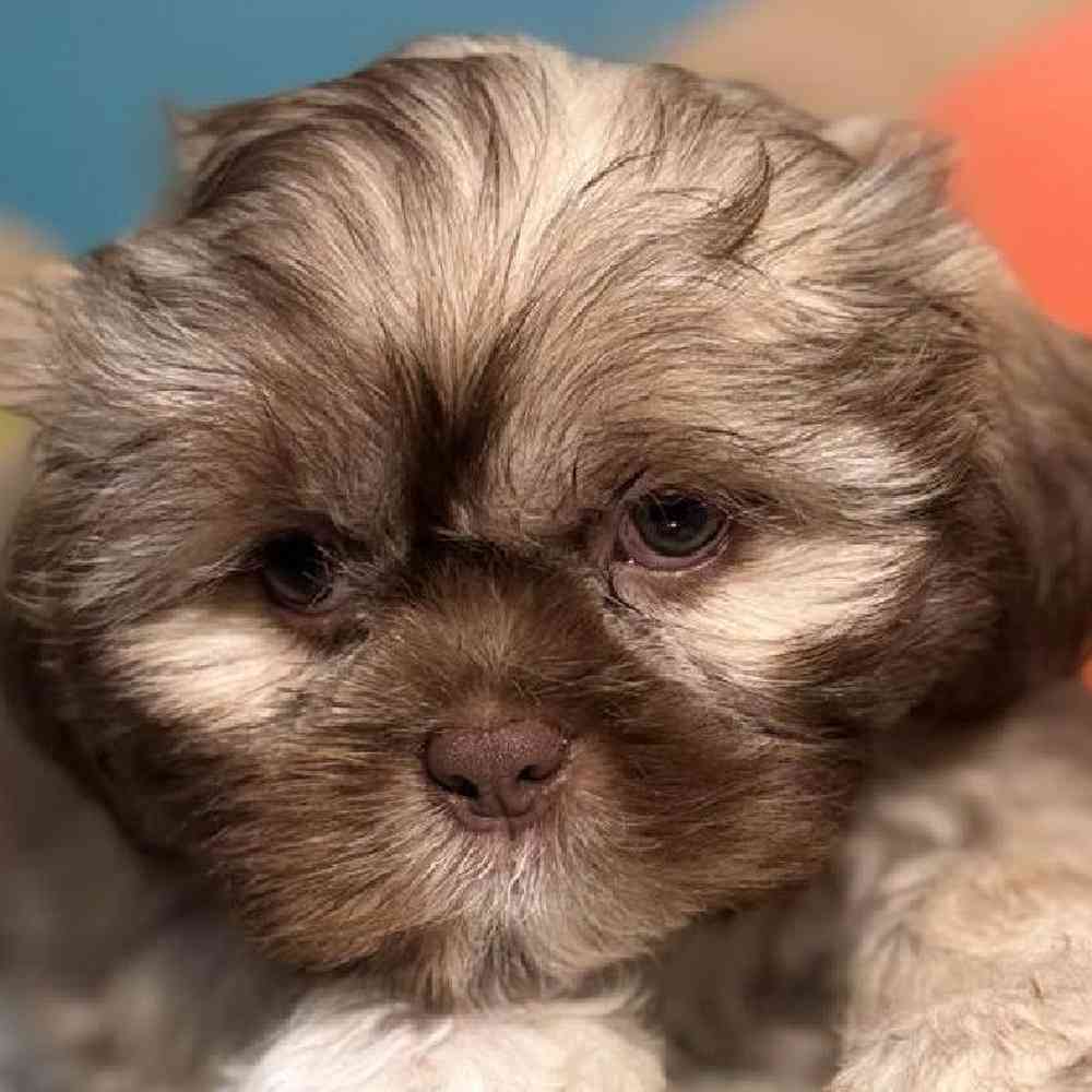 carousel pet images