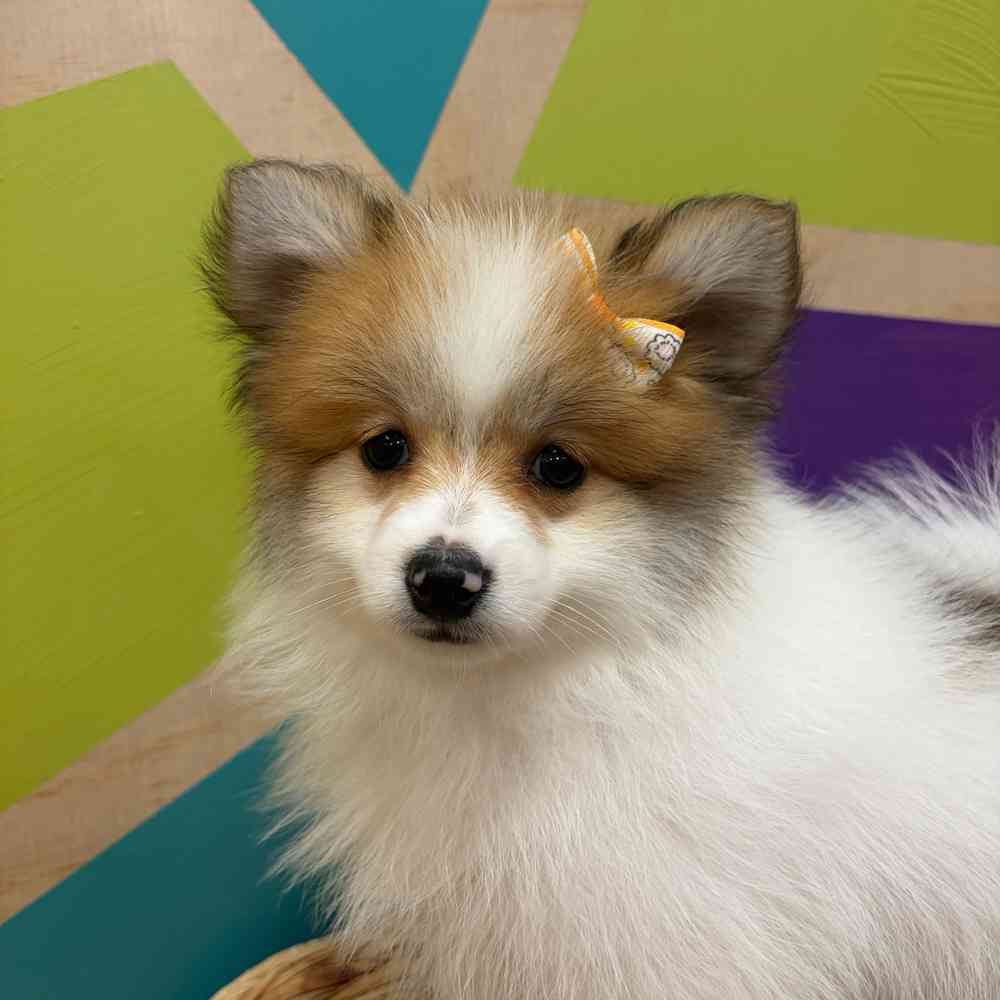 carousel pet images
