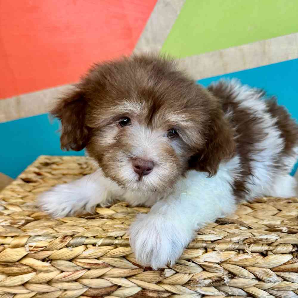 carousel pet images