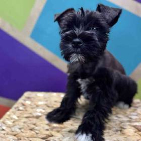 Mini Schnauzer
