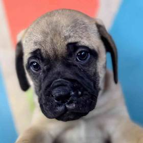 Bullmastiff