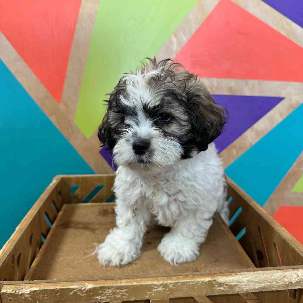 carousel pet images