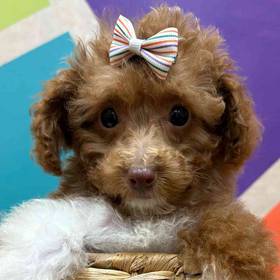 F1B Mini Goldendoodle