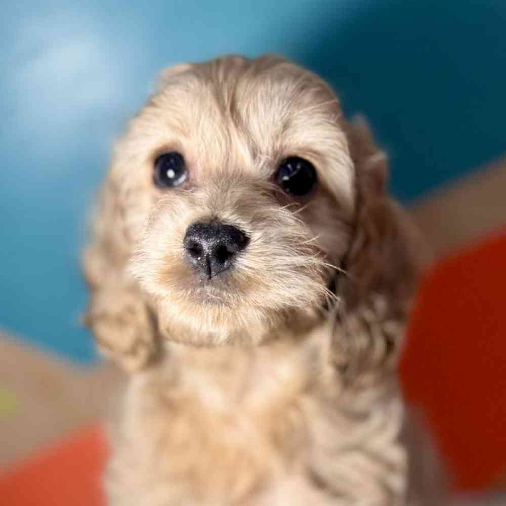 carousel pet images