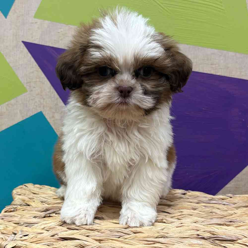 Image of a pet breed in the gallery