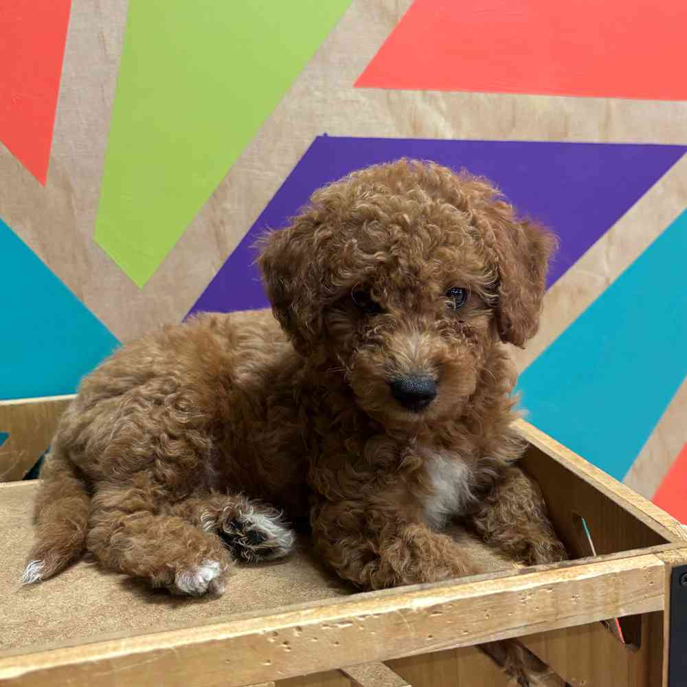 carousel pet images