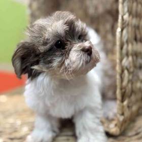 Havanese