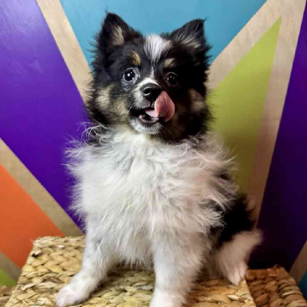 carousel pet images