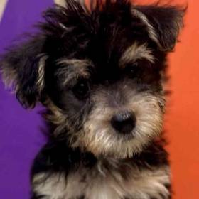 Morkie