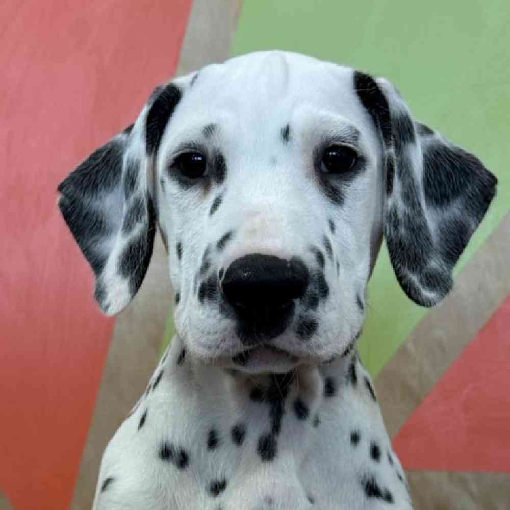Image of a pet breed in the gallery