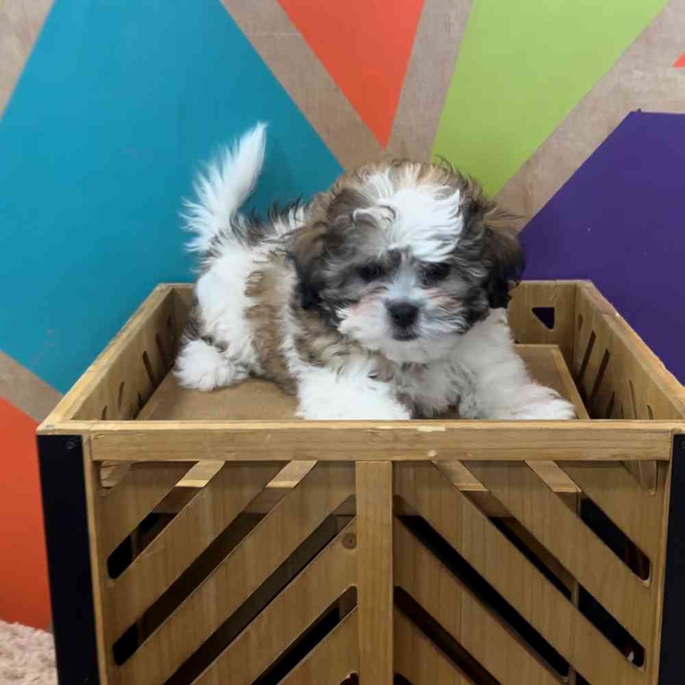 carousel pet images