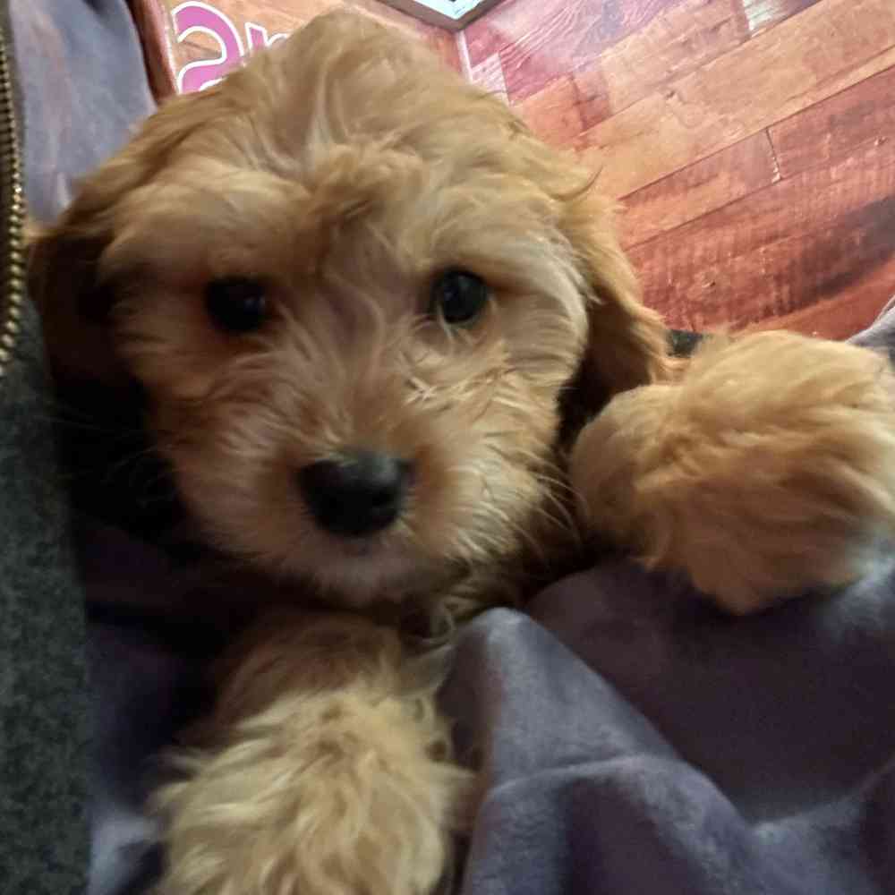 carousel pet images