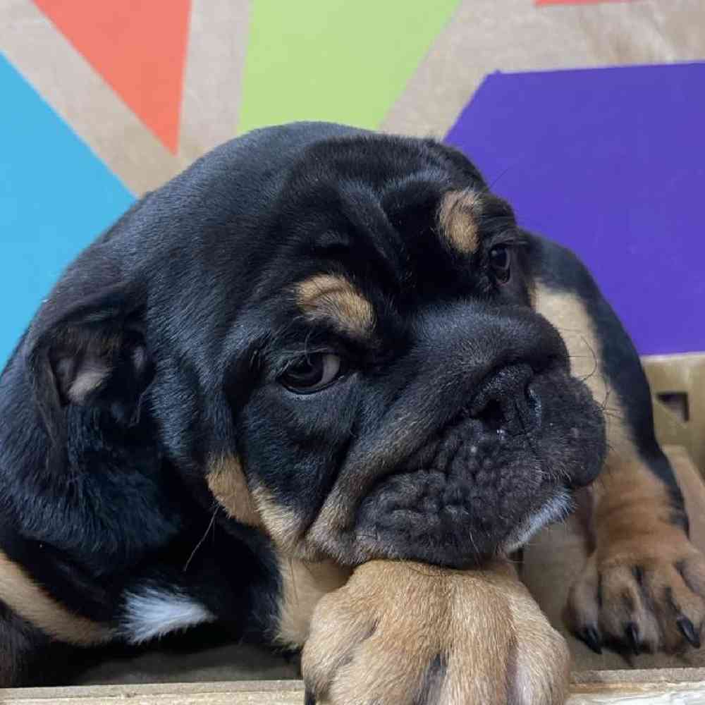 carousel pet images