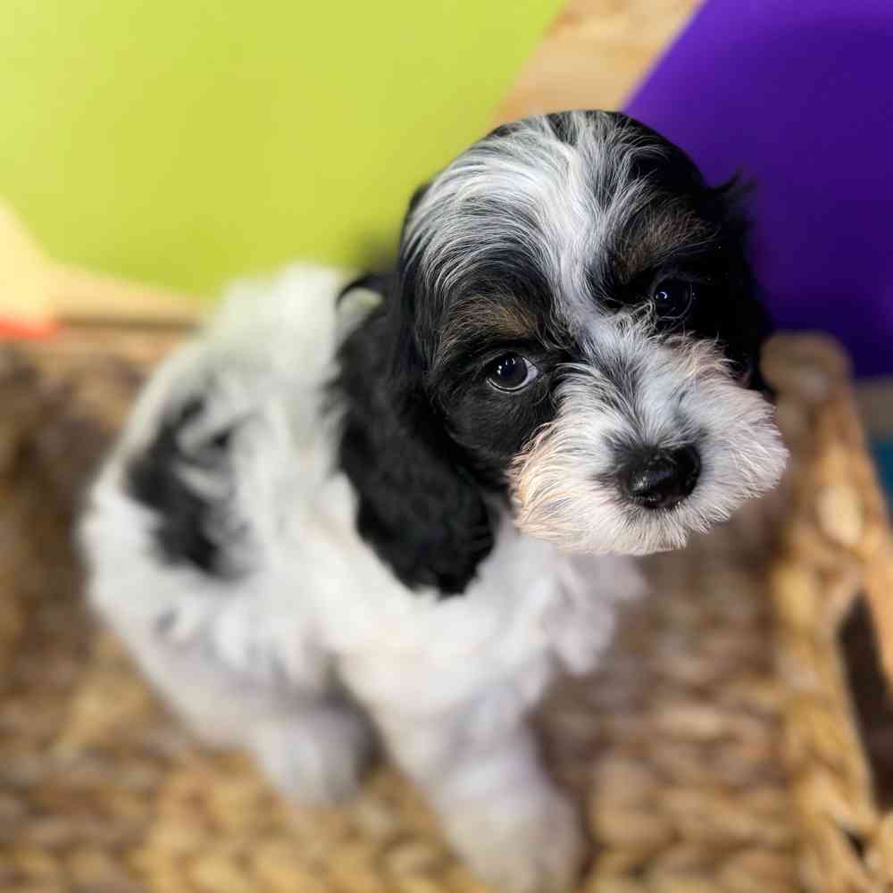 Image of a pet breed in the gallery
