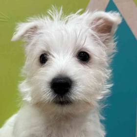 West Highland White Terrier