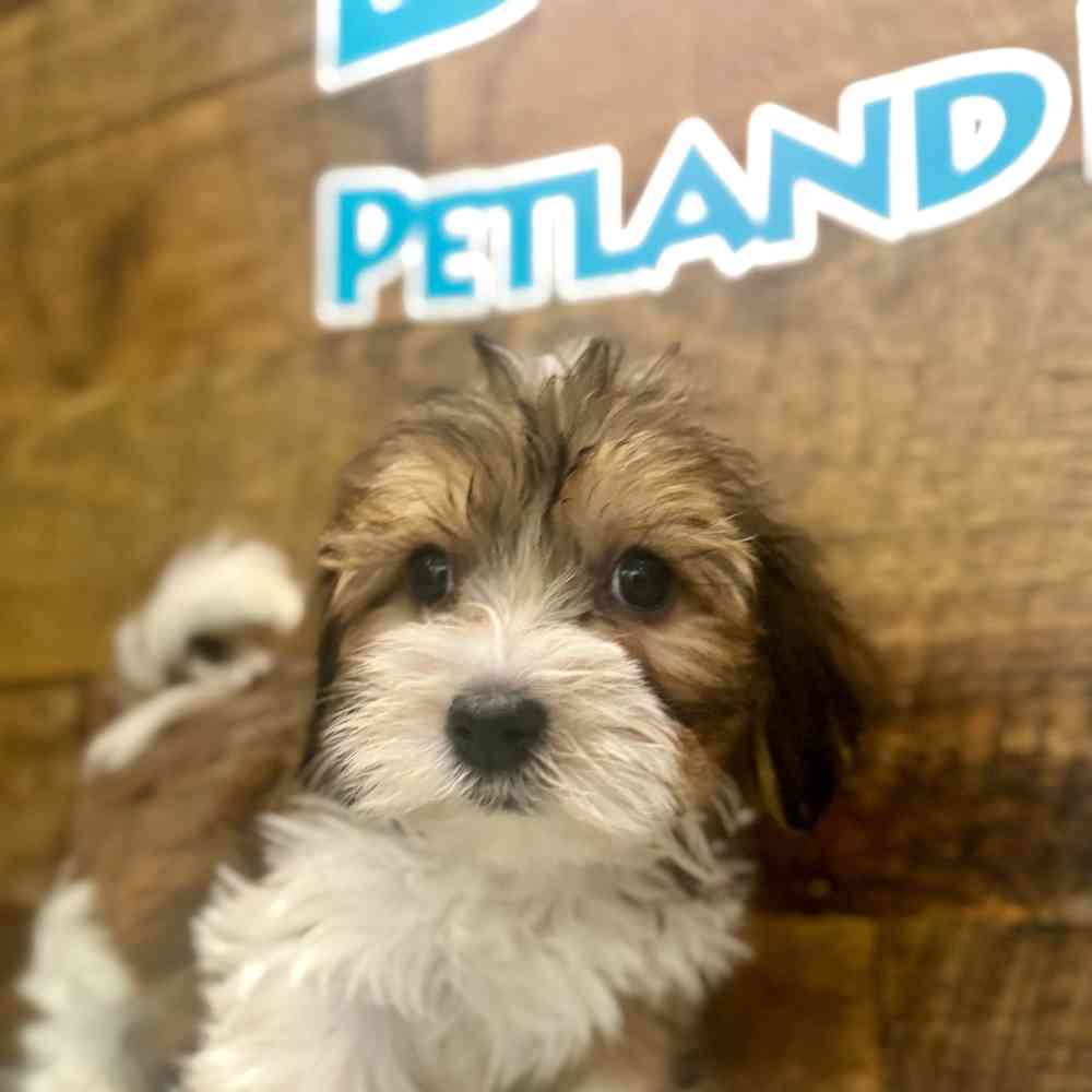 Image of a pet breed in the gallery