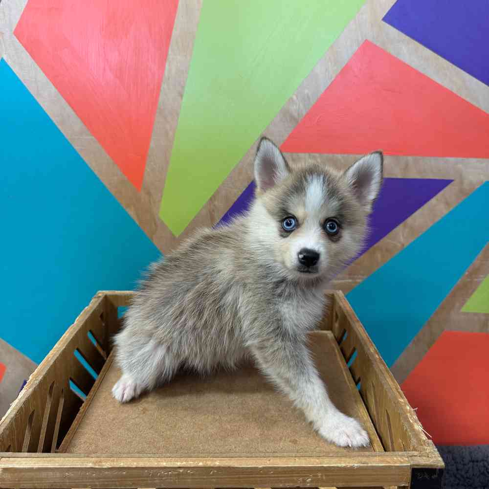 Image of a pet breed in the gallery