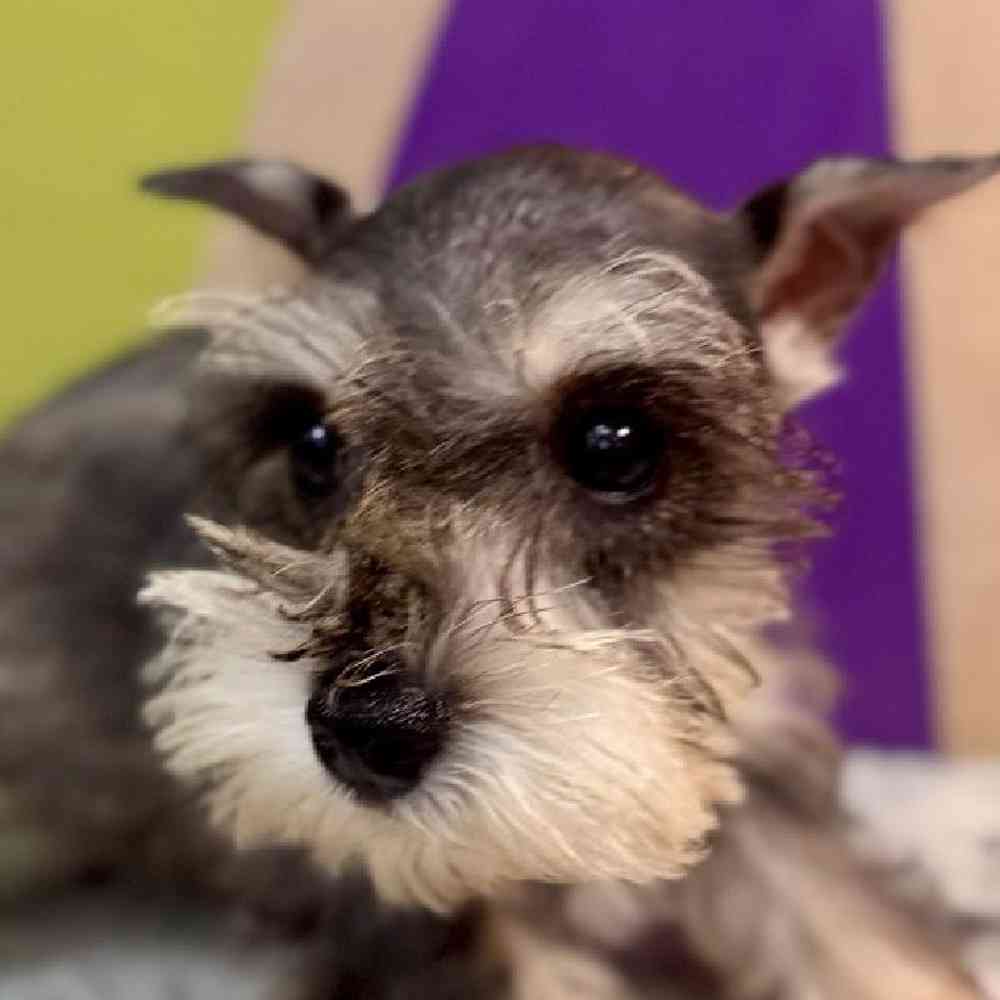 Image of a pet breed in the gallery