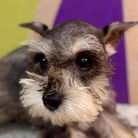 Mini Schnauzer