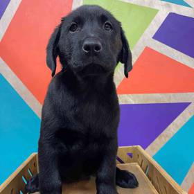 Labrador Retriever