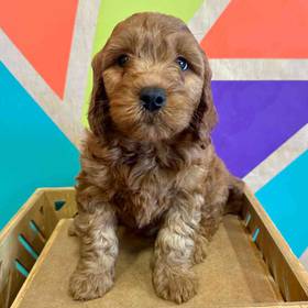 Mini Goldendoodle