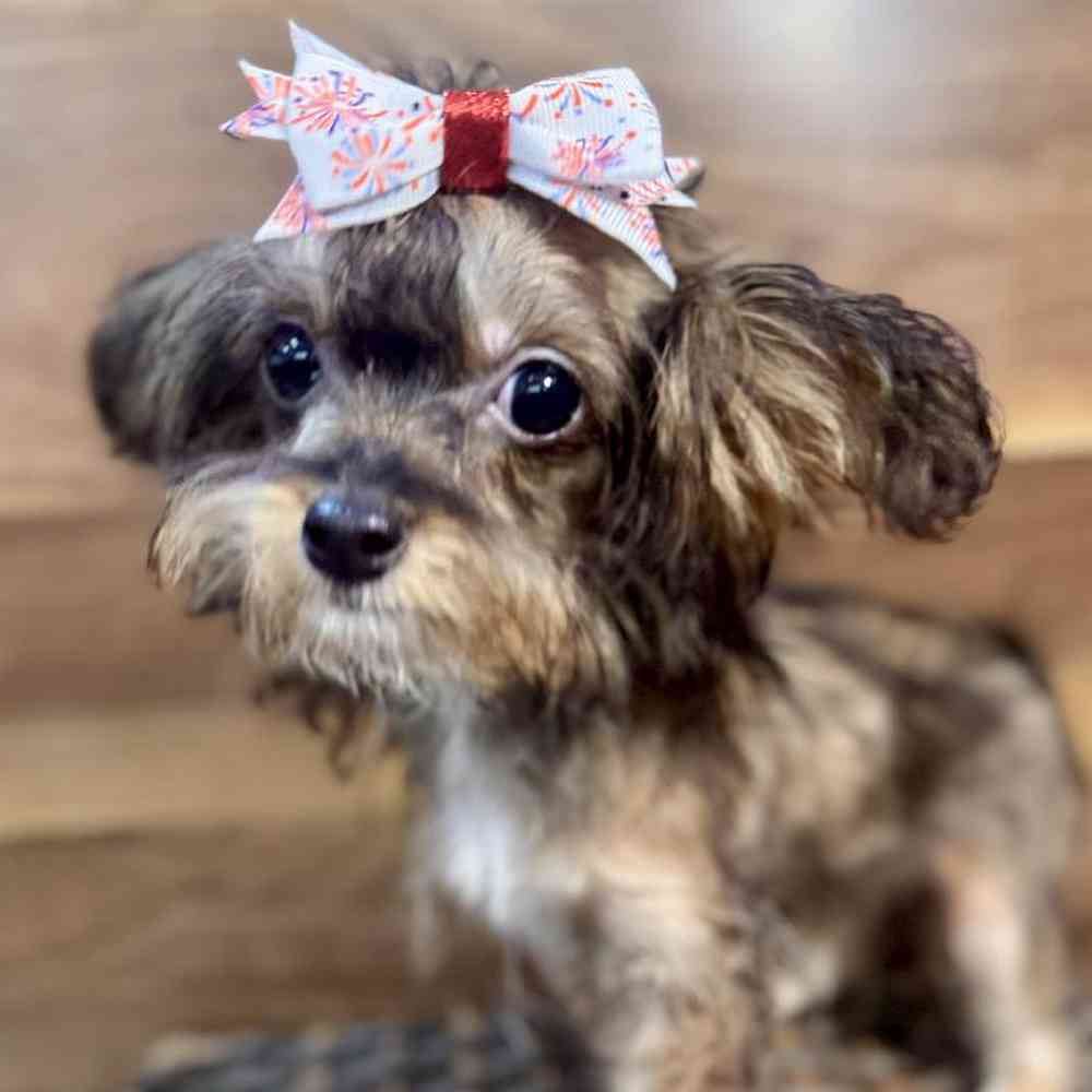 carousel pet images