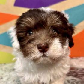 Havanese