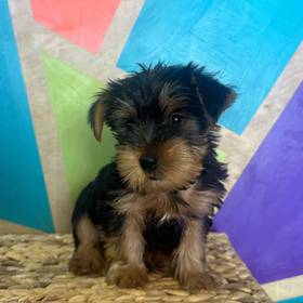 Yorkie